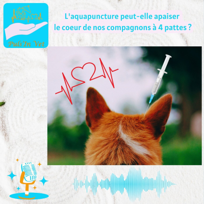 episode L'aquapuncture peut-elle apaiser le coeur de nos compagnons à 4 pattes ? artwork