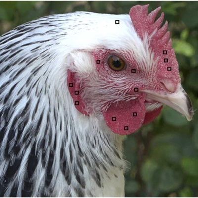 episode #17 Woran erkennt man eine wütende Henne? | Welche Frauenstimmen mögen wir? | Wie reagieren Vögel auf Verkehrslärm? artwork