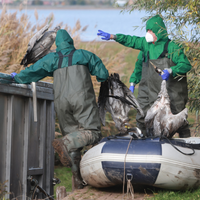 episode Neues Frühwarnsystem zu Vogelgrippe und anderen Zoonosen gestartet artwork