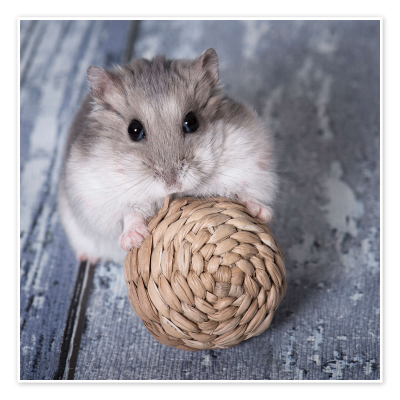 episode S25E03: Vad är min hamster värd? Om juridik och djur. artwork