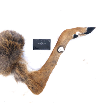 episode Ep. 265 : The Legs of the White-tailed Deer artwork