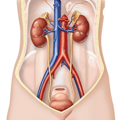 Cover image of show SISTEMA EXCRETOR