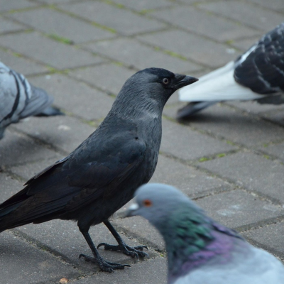 episode Tierheim Berlin meistert Newcastle-Quarantäneode artwork