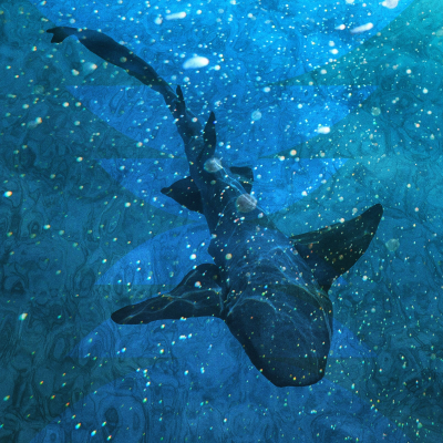 episode The Shark Inside You artwork