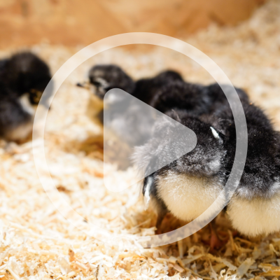 episode The Pros and Cons of Poultry Bedding Audio Article and Discussion artwork