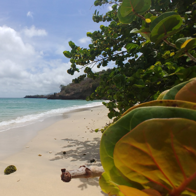 episode Det karibiske naturmekkaet Grenada artwork