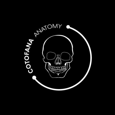 Cotofana Anatomy