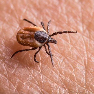 episode Why is ‘chronic’ lyme disease so controversial? artwork