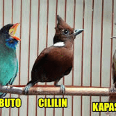 episode Murai Batu Suara Burung 3 In 1. Tengkek Buto, Cililin, Kapas Tembak artwork