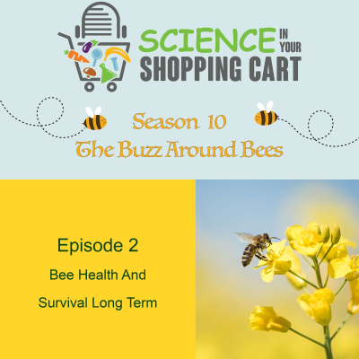 episode Season 10: The Buzz Around Bees | Episode 2: Bee Health And Survival Long Term artwork