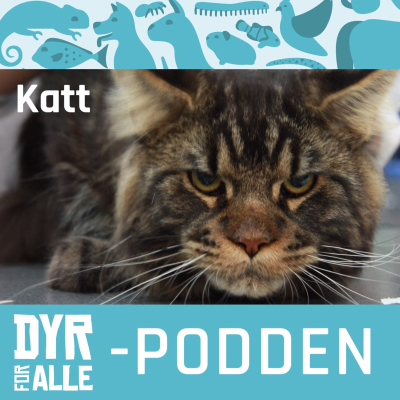 episode Kattens språk artwork