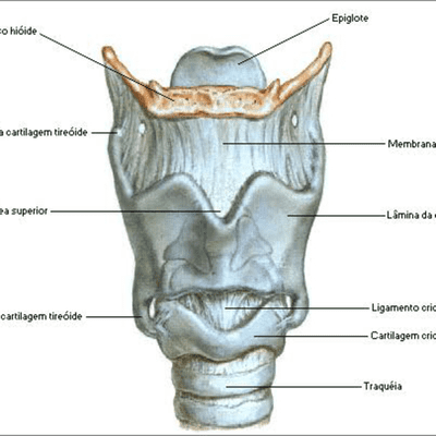 episode Podcast 1 - Introdução à anatomia da laringe artwork