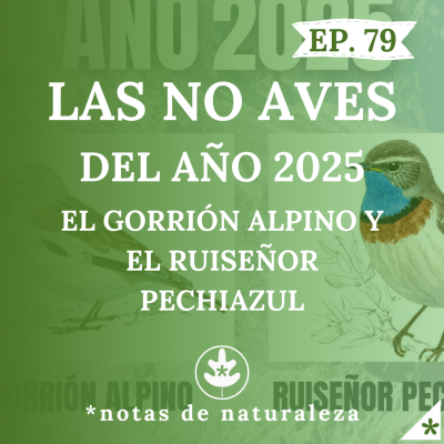 episode Las NO aves del año 2025: el Gorrión Alpino y el Ruiseñor Pechiazul #79 artwork