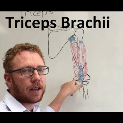 episode Triceps Brachii | Muscle Anatomy artwork