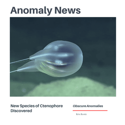episode Anomaly News: New Species of Ctenophore Found artwork