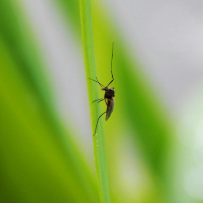 episode Almost dying from a mosquito bite - Sharon Bannerton’s experience artwork