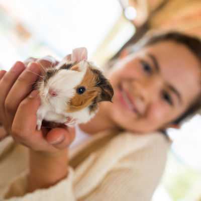 episode Kakadu - bei euch - Mathilda und ihre Meerschweinchen artwork