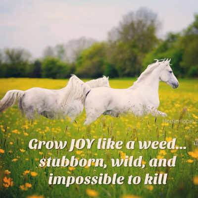 episode Stubborn Joy artwork