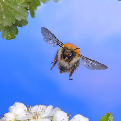 episode Summen, brummen, schwirren – Klänge aus der Insektenwelt artwork
