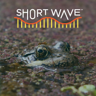 episode These Scientists Are Using AI To Listen To Frogs artwork