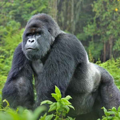 episode #118 How To Defeat A Gorilla artwork
