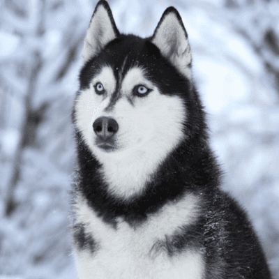 episode Siberian Husky Breed artwork
