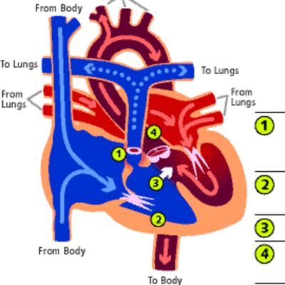 episode EP1.3: Cardiovascular System - PJB sianotik (ToF) artwork