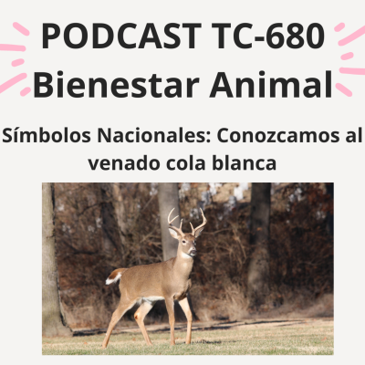 episode 50. Símbolos Nacionales: ¡conozcamos al venado cola blanca! artwork