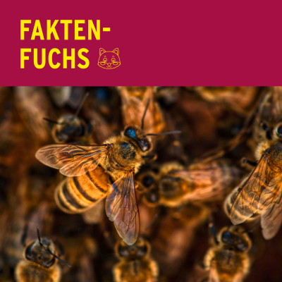 episode Faktenfuchs: Bienen artwork