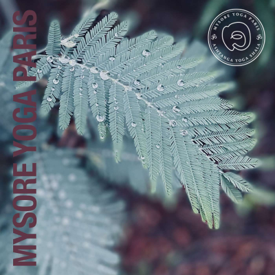 episode Meditation: Holding Grief in Compassion artwork