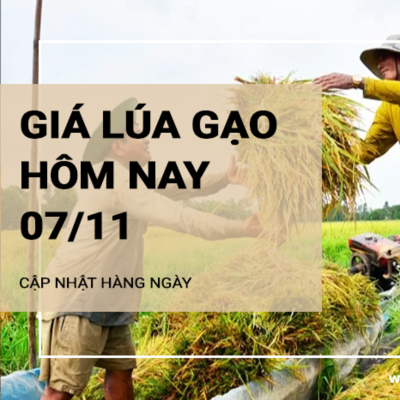 episode Giá lúa gạo hôm nay 7/11: Giá lúa tăng 300 đồng/kg; giá gạo giảm 50 - 100 đồng/kg artwork