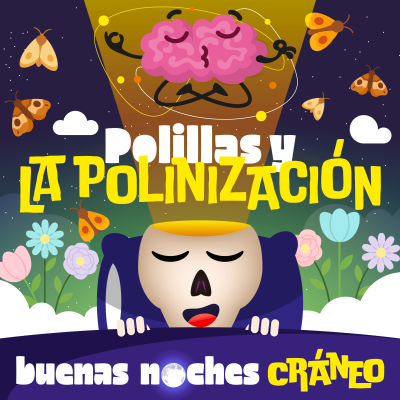 episode Polillas y la polinización de noche (asombro) artwork
