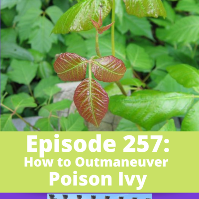 episode How to Outmaneuver Poison Ivy artwork