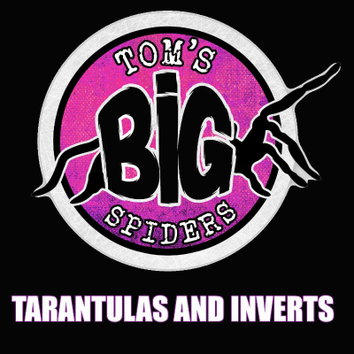 Cover image Tom's Big Spiders - Tarantulas and Inverts