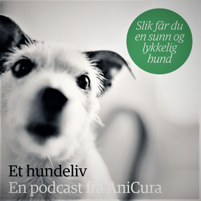 Et hundeliv - Slik får du en sunn og lykkelig hund