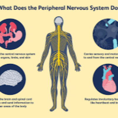 episode Nervous System artwork