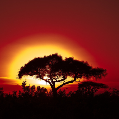episode 2025/06/05 - Merveilles d'Afrique artwork