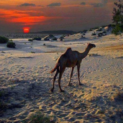 "Ereyada Nolosha", "Warka wanaagsan", "Heesaha Injiilka" - Luqadaha waaweyn Af-soomaali kuhadlaya / " Words of Life", "Good News", "Gospel Songs" - Major Languages Spoken in Somali / "اللغات الرئيسية المستخدمة في الصومالية - "كلمات الحياة" ، "الأخبار ال