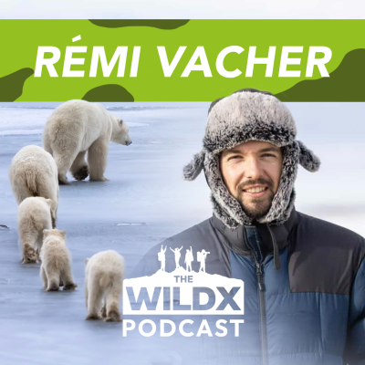 episode Episode 39 - RÉMI VACHER - Globe Trotting Wildlife Photographer! artwork