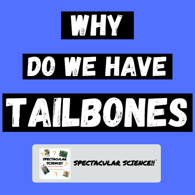 episode Why We Still Have Tailbones artwork