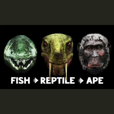 episode The Evolution of the Human Face artwork