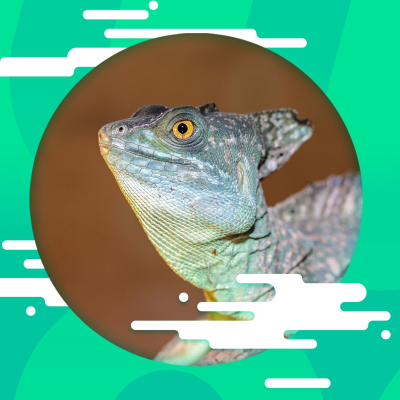 episode Der Basilisk von Torgau artwork