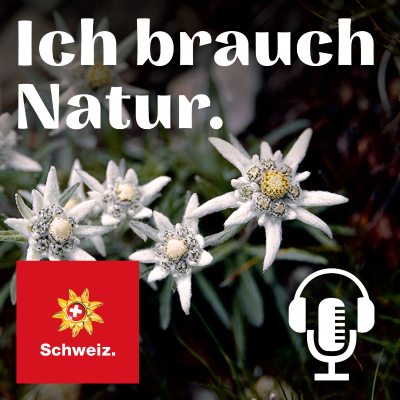 episode Krächzende Ruhe artwork