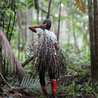 episode Revisited: How to save the Amazon episode two: the magic and mystery artwork