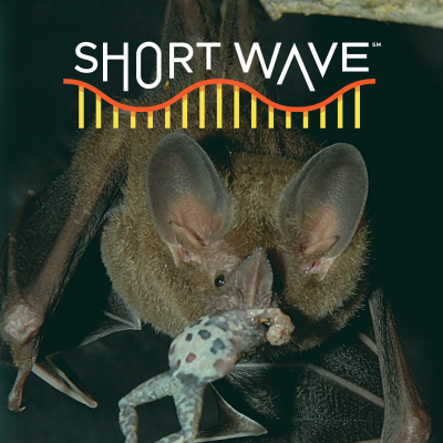 episode How Baby Bats Learn To Eavesdrop On Dinner artwork