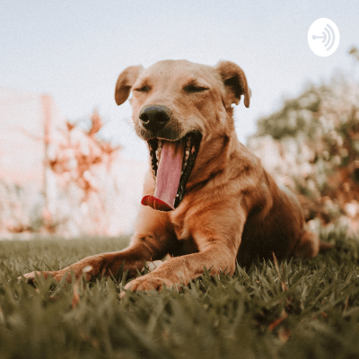Fratura em Úmero Em Animal Vítima De Atropelamento