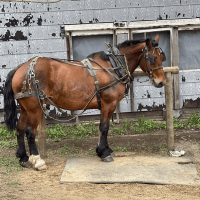 episode From Chicks To Amish Neighbors To Lamb Testicles artwork