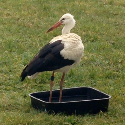 episode Namenlose Helden (1) – Storch Hansi auf Irrwegen artwork