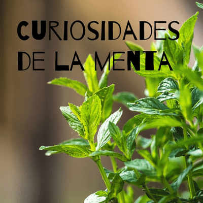 Curiosidades de la menta