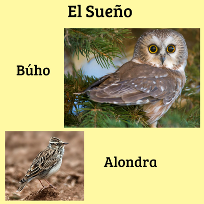 episode Episodio 2 : El sueño alondra o búho artwork